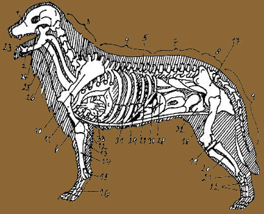 Leonberger body and skeleton